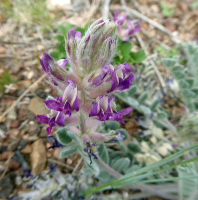 Wooly Milkvetch (Astragalus mollissimus)