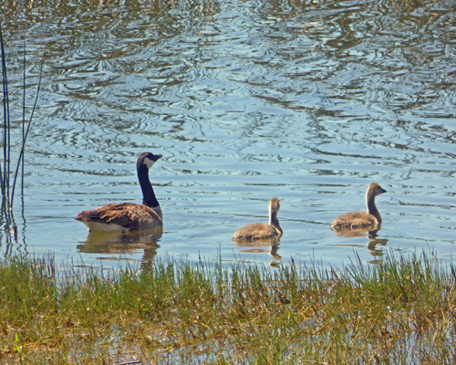 Canada Geese