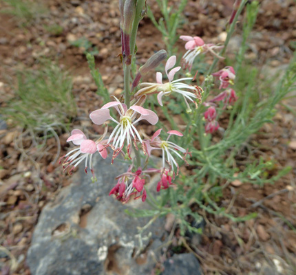 Scarlet Gaura (Oenothera suffrutescens)