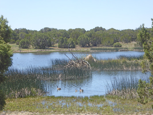 Pintail Lake