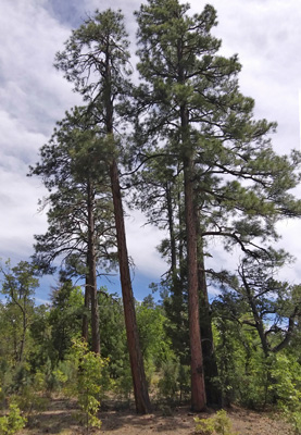 Ponderosa Pines