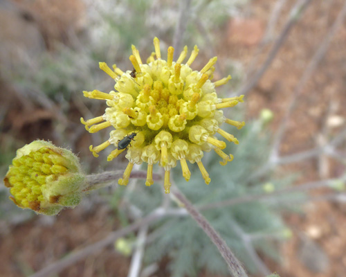 Fine-leaved Hymenopappus (Hymenopappus filifolius)