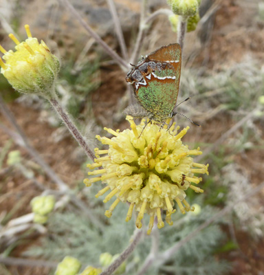 Green butterfly on Hymenopappus