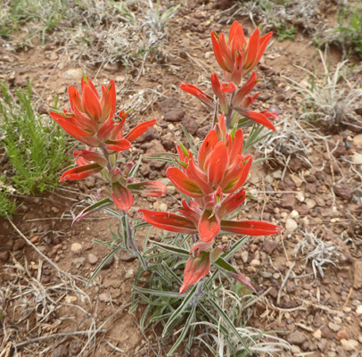 Desert Paintbrush (Castilleja chromosa)