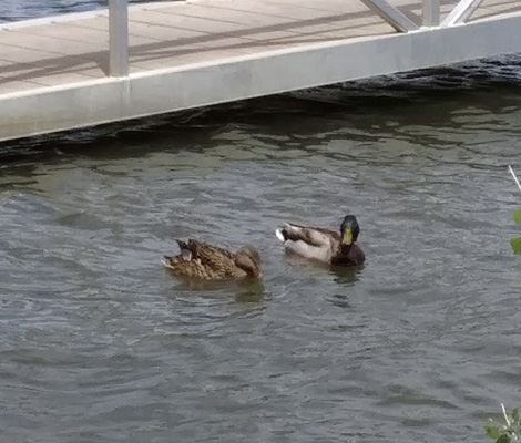 Mallards