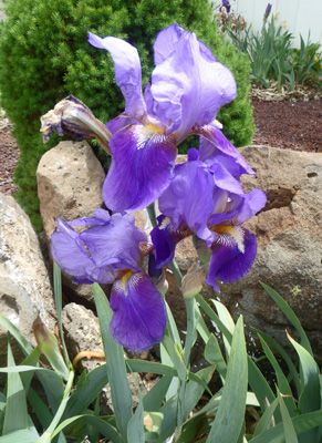 blue bearded iris