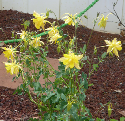 Golden Columbine (Aquilegia chrysantha)