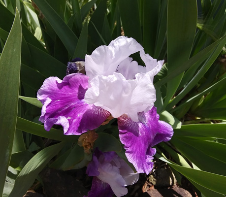 bearded iris