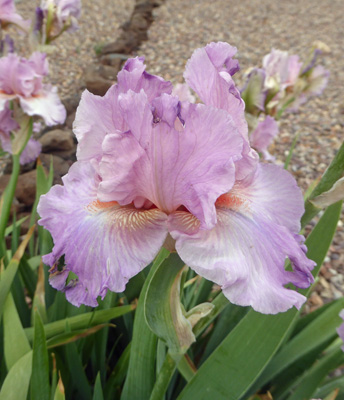 lavender bearded iris