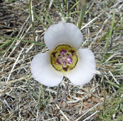 Gunnison's Mariposa Lily (Calochortus gunnisonii)