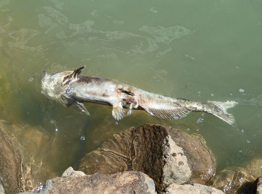 dead catfish