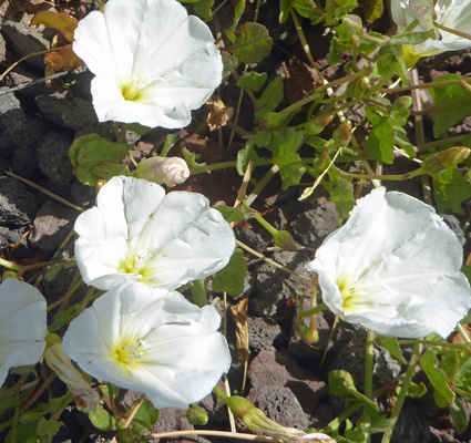 Field Bindweed (Convolvulus arvensis)