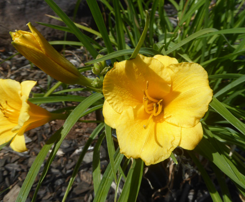  Stella del Oro daylilies