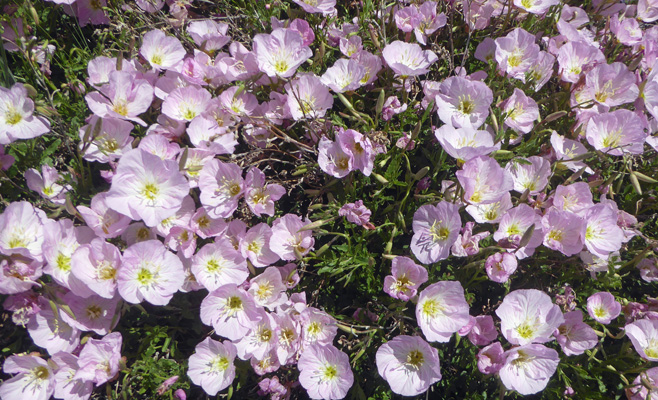 Showy Evening Primrose