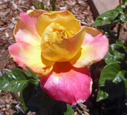 yellow pink rose