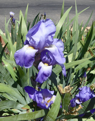 Blue bearded iris