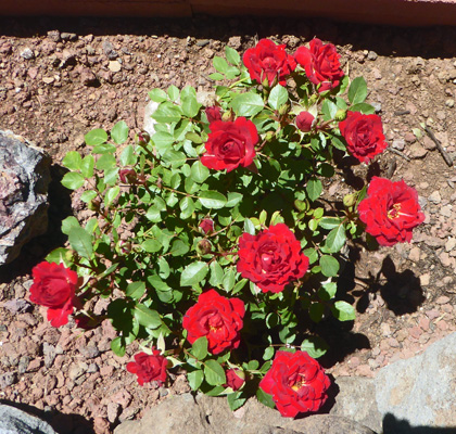 red mini roses