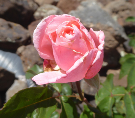 rose pink rose