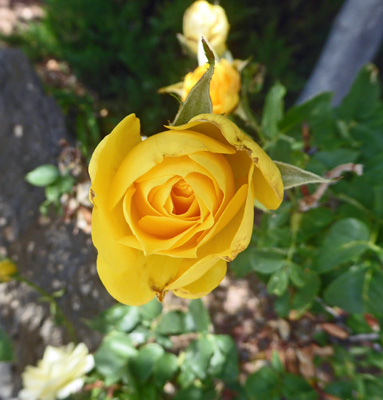 yellow rose