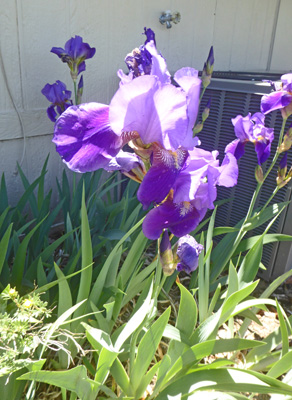 bearded iris