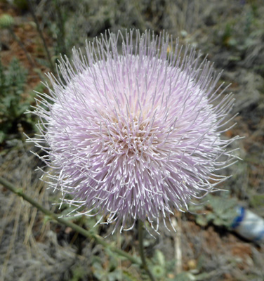 New Mexico Thistles (Cirsium neomexicanum)