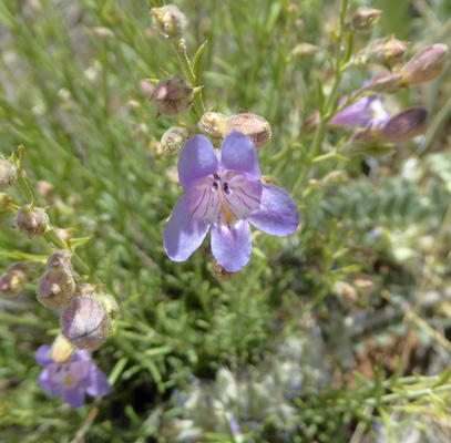 Toadflax-Penstemon (Penstemon linarioides)