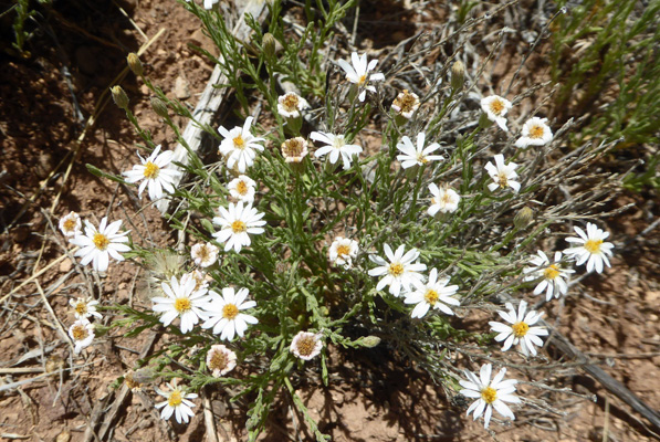 Rose Heath (Chaetopappa ericoides)