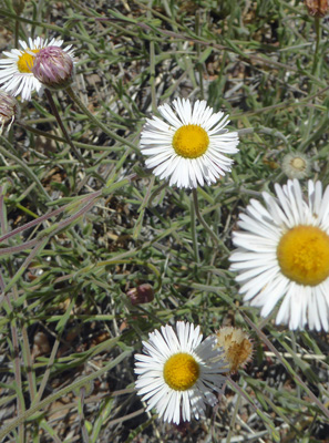 Spreading Fleabane (Erigeron divergens)