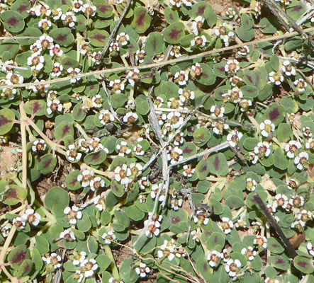 Rattlesnake Weed (Euphorbia albomarginata)