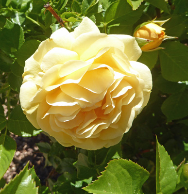 yellow rose