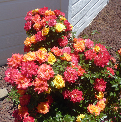 variegated rose