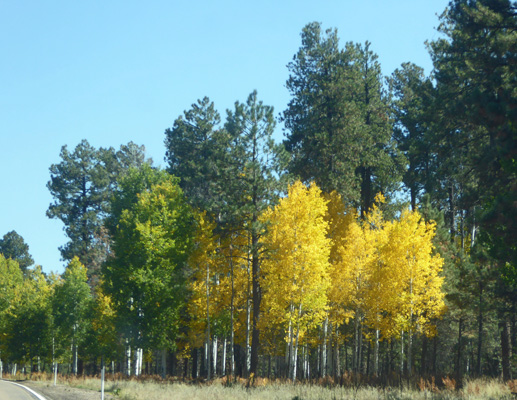 Yellow aspens