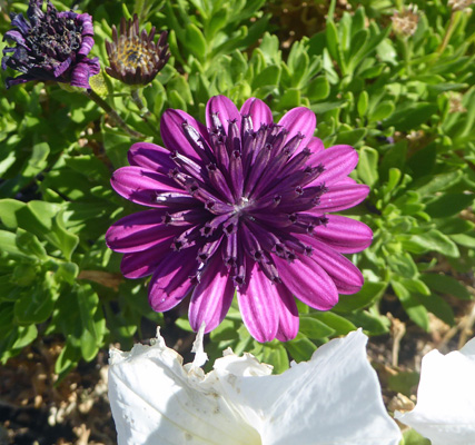 Purple african daisy