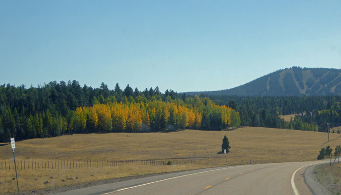 Yellow aspens