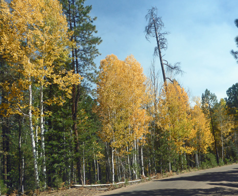 Yellow aspens