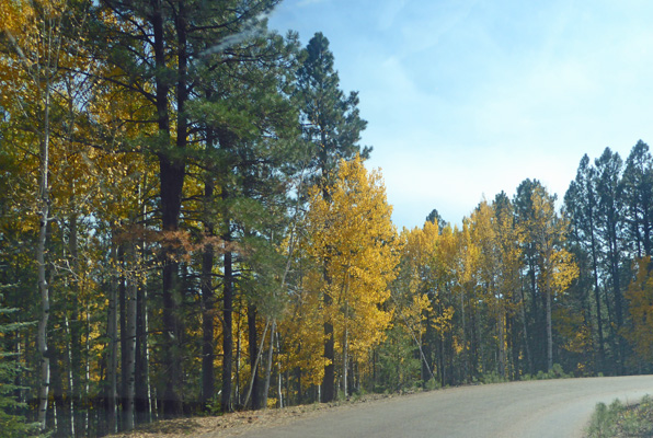 Yellow aspens