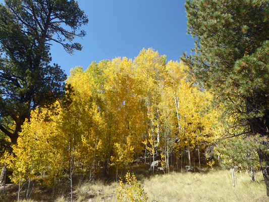 yellow aspens