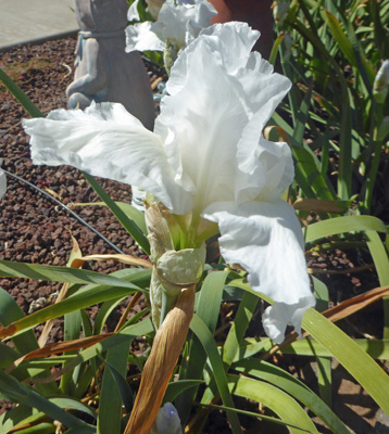 White bearded iris