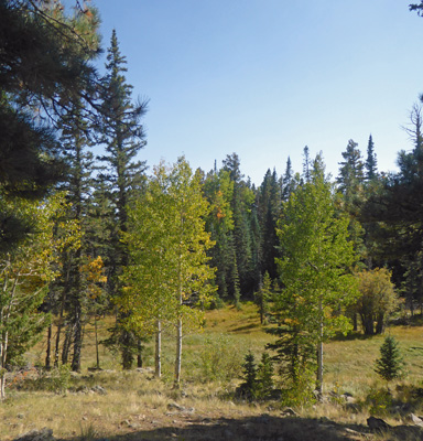 Aspens just starting to turn