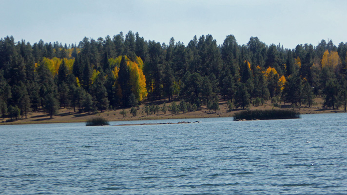 Lake yellow aspens