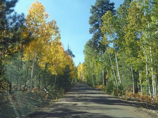 Yellow aspens