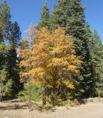 Oak fall color