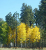 yellow aspens