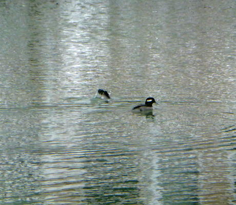 diving buffleheads