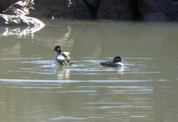 buffleheads