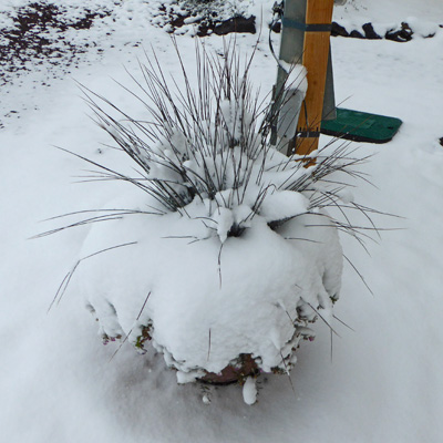snow on flower pot