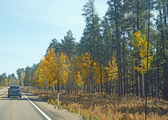 yellow aspens