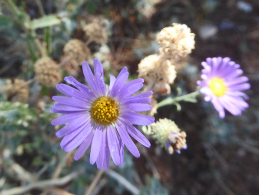 Fall Tansyaster (Dieteria asteroide)
