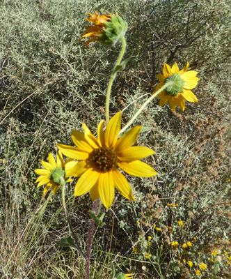 Prairie Sunflowers (Helianthus petiolaris)