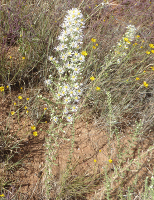 White Heath Aster (Symphyotrichum ericoides).